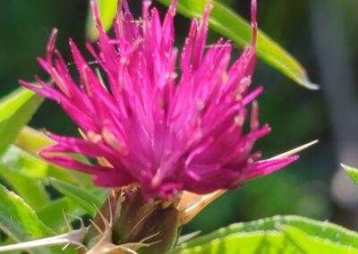 A close-up view shows a flowering plant with a pink bloom composed of numerous thin, pointed structures radiating outward from the center. The flower is attached to a green stem with serrated leaves that display visible veins and a slightly fuzzy surface. The background is blurred and includes dry vegetation, indicating an unmanaged outdoor setting.