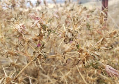 A close-up view shows a dry, thorny plant with numerous sharp spines and faded floral structures. The stems appear brittle and desiccated, and most of the flowers are wilted or in decline. The surrounding vegetation is similarly dry, with coarse stems and minimal ground cover, indicating an arid or unmanaged environment.