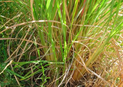 This image features a thick clump of tall, narrow leaves with a mix of green and yellow tones, resembling grass or reed-like foliage. The leaf blades are elongated and arch slightly outward from the base. Surrounding the plant are dry, brown leaf litter and patches of low-growing green vegetation. Near the base, a small black device with a white label and red button is partially hidden among the leaves, suggesting some form of environmental monitoring. Sunlight filters through the scene, highlighting the natural outdoor setting.