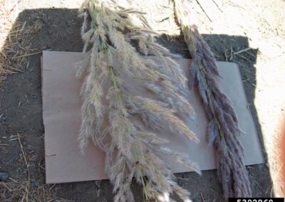 Two large, mature grass seed heads rest on a piece of cardboard laid over dry ground. One plume is silvery-tan, the other has a purplish tint, both showcasing feathery textures and elongated forms. The cardboard background highlights their structure against a surface scattered with bits of straw and dried vegetation.