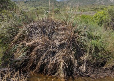 A dense clump of tall, dry grasses and reeds rises from a muddy wetland, partially submerged in shallow water. Surrounding the area are green shrubs and varied vegetation, with distant hills and mountains under a clear blue sky. The scene highlights a biodiverse habitat where water supports a mix of plant life in an otherwise arid landscape.