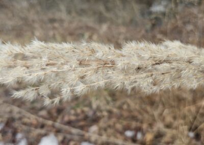 A close-up view captures a single dried grass inflorescence with densely packed, feathery spikelets along its stem. The texture appears soft and wispy, with fine hairs extending outward. The background is softly blurred, showing hints of dried leaves and dormant ground cover, suggesting a cold season. The image emphasizes the intricate structure and delicate form of the grass.
