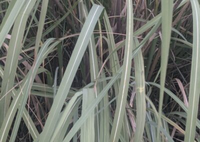 This image displays a dense cluster of upright, linear leaves with smooth edges and parallel venation, typical of grass-like or reed-like plants. The leaves vary slightly in curvature, some arching gently while others remain rigid. Their coloration ranges from deep green to pale yellow-green, with occasional streaks suggesting natural aging or sun exposure. The overall composition evokes a wild, unmanaged growth pattern, likely in a moist or open habitat.