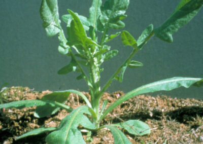 This image shows a small, green plant with a basal rosette of large, lobed leaves that spread out near the ground. An upright central stem grows from the center, bearing smaller, alternate leaves with wavy, toothed margins. The plant is growing in dark soil with some dry debris. The background is a solid, dark color.