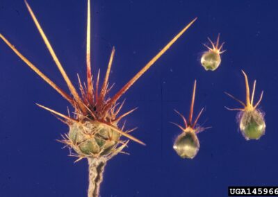 The image displays a large, spiny plant seed head in the foreground, with three smaller ones arranged to its right. The largest seed head is a pale green and has a spherical base with a cluster of very long, sharp, light-colored spines radiating outwards. The smaller seed heads are also green and spherical, and each has its own cluster of radiating spines. The background is a solid, deep blue.