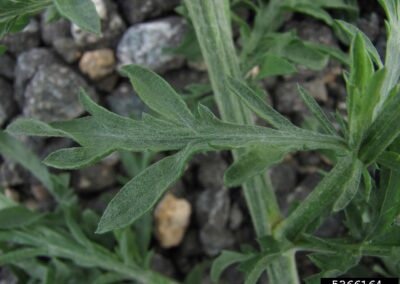 This image is a close-up of a single plant leaf and a portion of its stem. The leaf is a muted green with a silvery-white hue due to a fine layer of hair. It is deeply lobed, with a distinct pinnate arrangement. The plant stem is also visible and has a similar fuzzy texture. The background is composed of various small, dark gray, and white stones or pebbles, suggesting the plant is growing in a gravelly soil.