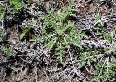 This is a top-down view of several small, green plants growing in what appears to be a dry, natural environment. The plants have a rosette-like growth habit with deeply lobed, hairy, grayish-green leaves. They are growing among a dense layer of dry, woody debris and dead plant material. The ground is dark, rocky, and has a dirt texture.