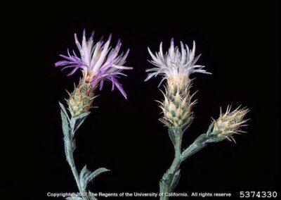 This is an image of two diffuse knapweeds, shown against a plain black background. The flower on the left has a lavender-colored bloom and an urn-shaped bract with sharp, reddish-brown spines. The flower on the right is similar in structure but has a white or very pale pink bloom. Below the flower on the right, there is an unbloomed flower head. Both plants have thin stems and small leaves with a gray-green hue.