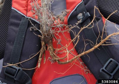 This is a close-up image showing the root system of a dried plant resting on a red and gray backpack. The main root is thick and dark, tapering into many thinner, lighter-colored lateral roots. The rest of the plant, including the stems and leaves, is dry and gray, resembling a small bundle of sticks.