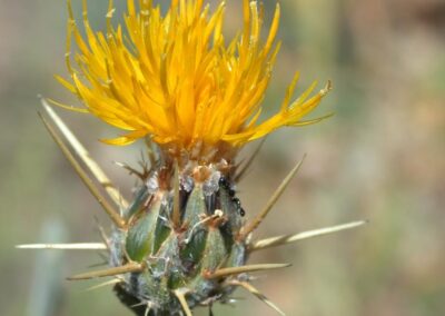 The image shows a plant with a yellow, spiky flower head. The flower is composed of many thin, yellow filaments. It is surrounded by a base of green bracts, which have long, sharp spines. The plant has a ribbed stem and appears to be in a dry, grassy environment. There are other similar stems and dry plants in the blurred background.