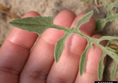 The image is a close-up of a pinnately lobed leaf. The leaf is a dull green color, with a soft, fuzzy texture. It has jagged, sharp-toothed margins and is being held by a hand to show its shape and size. The background is a dry, sandy soil.