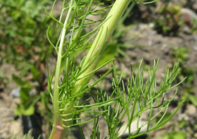 The image shows a close-up of a green plant stem with finely divided, threadlike leaves branching outward. The stem is upright and smooth, with a slight reddish tint near the lower portion. The leaves are slender and feathery in appearance, radiating from the stem in delicate clusters. The background is blurred soil and vegetation.