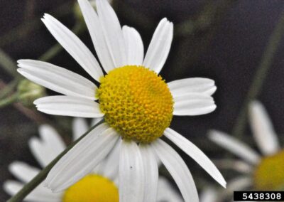 Close-up of a composite flower head (capitulum) with a domed, golden-yellow disk of tightly packed tubular florets surrounded by many narrow, white ray florets arranged radially. The rays are linear-oblong, smooth-margined, and slightly overlapping, giving a starburst look. The head sits on a slender green peduncle; background shows blurred stems and additional similar heads.