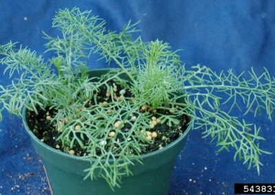 Young potted herbaceous plant with finely dissected foliage: leaves are 2–3‑pinnately divided into slender, filiform lobes, giving a feathery texture. Stems are lax, green, and glabrous, radiating outward from a central rosette where denser juvenile leaves form a tuft. Growth emerges from potting mix containing visible slow‑release fertilizer granules; background is a solid blue.