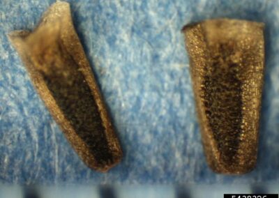 This image shows two small, dark brown achenes. They are elongated with a slightly wider top and a tapered base. The surface of each achene has fine, vertical striations, giving it a subtle texture. The objects are presented on a light blue background, with a scale for size reference at the bottom.