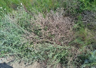 This is a picture of a dense, low-growing plant. The plant has thin, branching stems that are partially green and partially dry and brown. Its leaves are small and grayish-green, with a spiky appearance. The plant is growing among other grasses and foliage, including a patch of tall green grass on the right and some shorter plants with small white flowers on the left. The ground around the plant is dry earth.
