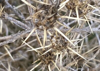 This image is a close-up of dried, spiky seed heads on a plant. The seed head is round and dark brown, covered with several long, sharp, light-colored spines that extend outward. Other similar seed heads and dry, brittle stems are visible in the background, all appearing to be part of the same plant. The overall scene is a blurry mix of grays and browns.
