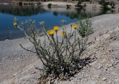 This is a picture of a bushy, low-lying plant with many thin, branching stems. The stems are grayish and covered in long, sharp spines. The plant is blooming with small, bright yellow, thistle-like flowers. It is growing on a rocky, gravelly bank next to a body of water. The water is still and reflects the sky and trees on the opposite shore. The distant shore is dry and rocky, with sparse vegetation.