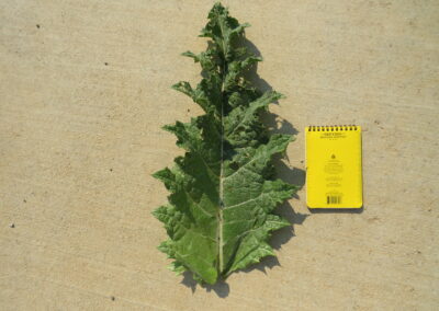 This is an overhead color photograph of a large, lobed leaf from a Scotch thistle plant. The leaf is long and roughly lance-shaped, with deep cuts along the edges. It's a pale, grayish-green color, and the surface appears bumpy and ridged. A yellow notepad is placed to the right of the leaf for scale, showing the leaf is considerably larger than the notepad.