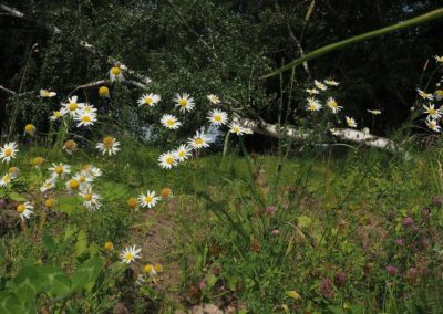 Wide meadow scene showing tall, laxly branching herbs with many solitary capitula on long, wiry peduncles. The heads have yellow, domed to conical disks and narrow white ray florets, many rays reflexed or shed on older heads. Stems appear glabrous with sparse, finely 2–3‑pinnately dissected, threadlike leaves; plants arise among grasses and other forbs near a woodland edge.