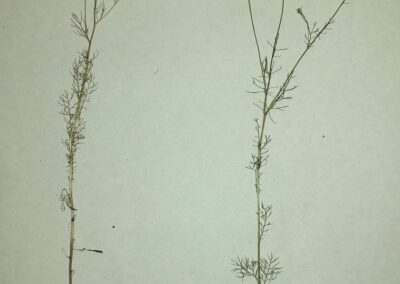 Pressed specimens of a daisy‑like herb with slender, smooth, upright stems and sparse, alternate leaves that are very finely divided into threadlike segments. Stems branch high and end in single flower heads (capitula) on long peduncles, each with a yellow central disk and narrow white rays, some rays tattered from drying. Roots are thin with fibrous side branches, giving the plant an overall airy, delicate habit.