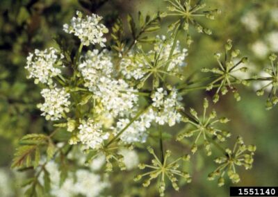 This is a concise, close-up color photograph of the flowering and fruiting structures of a plant. On the left, a cluster of small, white flowers forms a **compound umbel**. On the right side of the image, the same structures have matured into groups of developing green fruits, showing the star-shaped arrangement of the stalks. The foliage is visible in the background as a blurry mix of greens.