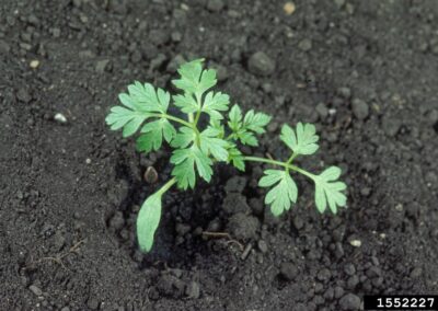 This is a close-up, color photograph of a young plant seedling. The plant has several small, green **compound leaves**, which are lobed and slightly toothed, growing from a central point. It is rooted in dark, rich soil, with a single, small, spade-like **cotyledon** (seed leaf) also visible. The surrounding soil is dark, with some small pebbles and organic matter.