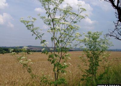 This is a wide-angle color photograph of a tall, flowering plant with a branching habit, growing in a field. The plant has numerous clusters of small, white flowers arranged in compound umbels at the end of its many branches. The stem and leaves are green, and the plant stands out in front of a golden-brown wheat field.