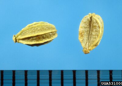 This is a concise, close-up color photograph of two dry seeds on a blue background. The seeds are a light tan or yellowish color, oval in shape, and have prominent, wavy ridges running lengthwise. The seed on the left is shown from a side view, while the one on the right is shown from a flat, face-on view, revealing a central vein.