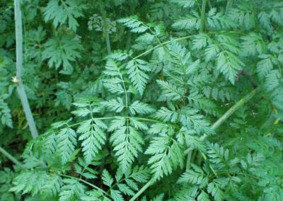 This is a close-up color photograph of a dense patch of green foliage. The leaves are complex and divided into many smaller, fern-like leaflets. The plant has a vibrant green color, and the leaves have a textured, almost lacy appearance. A thicker, light-colored stem with purple splotches is visible on the far left of the frame.