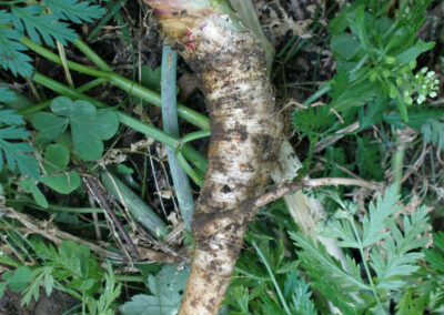 This is a close-up color photograph of the base of a plant. The main feature is a thick, white, and dirty taproot that curves down into the soil. At the top of the root, there is a stem that is thick and striped with reddish-purple and green colors. The surrounding ground is covered in green, fern-like leaves and other small plant matter.