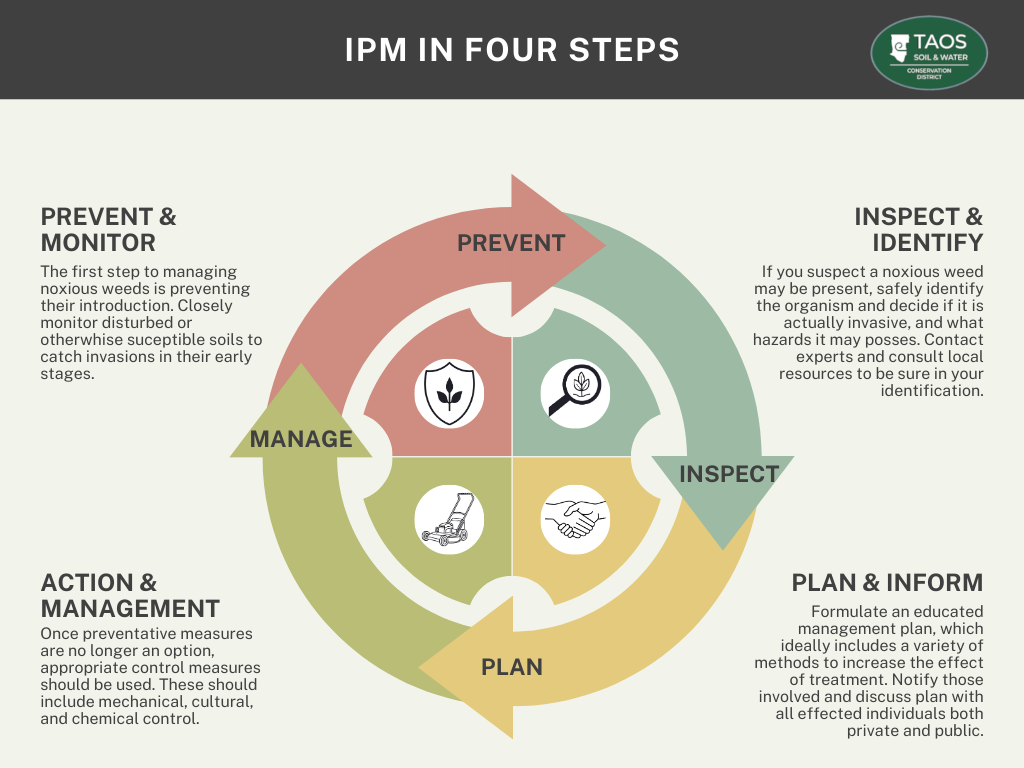 This infographic outlines a four-step process for managing weeds. The first step is to Prevent and Monitor them. If weeds are suspected, you should Inspect and Identify them, potentially with expert help. Next, Plan and Inform others about a management plan. Finally, Action and Management is taken using various control methods like mechanical, cultural, or chemical means.