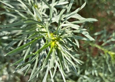 A close-up view shows green, narrow, elongated leaves arranged radially around the stem, giving the plant a bushy appearance. The leaves appear healthy and are growing in soil, as indicated by the background. Lighting is natural, highlighting the fine structure and texture of the foliage.