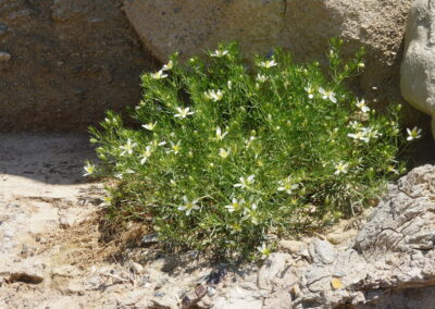 A green shrub is shown growing in a rocky, arid environment. It bears small white flowers and is nestled among stones and sandy soil. The surrounding terrain includes large stone surfaces, suggesting a desert or semi-desert habitat. The plant appears to be thriving despite the dry conditions. Lighting is natural, emphasizing the contrast between the resilient vegetation and the harsh landscape.