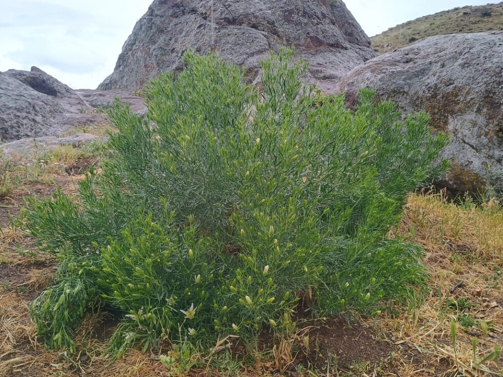 African Rue | New Mexico Weeds