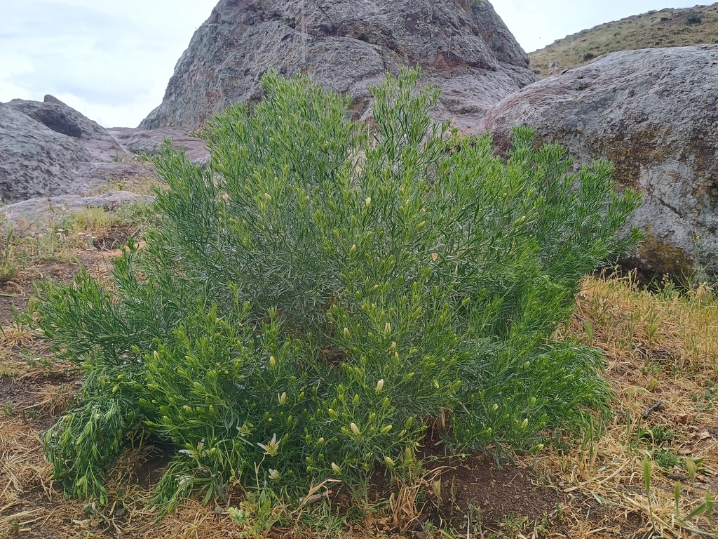 A green, bushy plant is shown growing in a rocky outdoor environment. It has narrow, needle-like leaves and appears to be thriving among large rocks and dry grass. The background includes prominent rock formations and a hillside, suggesting a semi-arid or mountainous terrain.