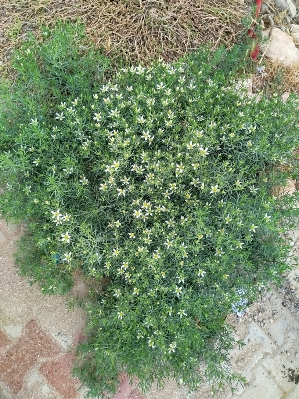 African Rue | New Mexico Weeds