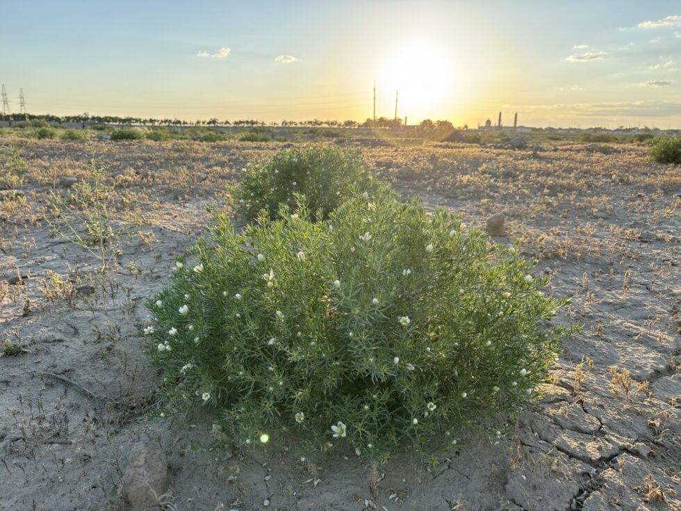 African Rue | New Mexico Weeds