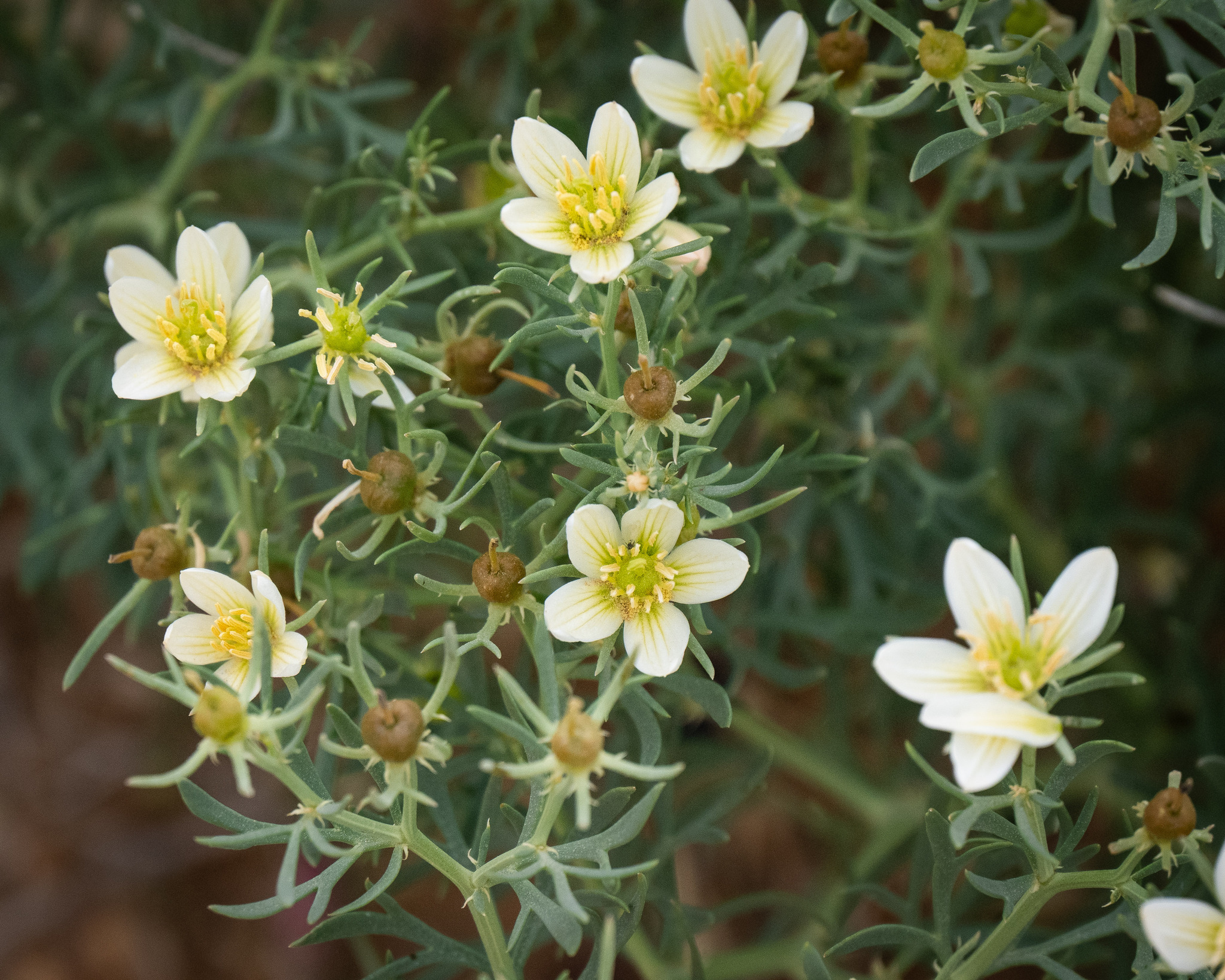 A close-up view shows a flowering plant with multiple small, pale yellow and white flowers. Each flower has five petals with yellow centers and prominent stamens. The plant has green, deeply lobed leaves and numerous unopened buds. The background is softly blurred, emphasizing the floral structures and foliage in the foreground.