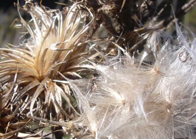 A dried plant is shown in close-up, featuring fluffy seed heads and sharp spines along its stems. The seed heads are light-colored and feathery, with fine structures radiating outward, suggesting wind dispersal adaptations. The stems are tan and rigid, with prominent spines protruding in multiple directions. The plant appears to be in a late stage of its life cycle, with no visible green foliage.