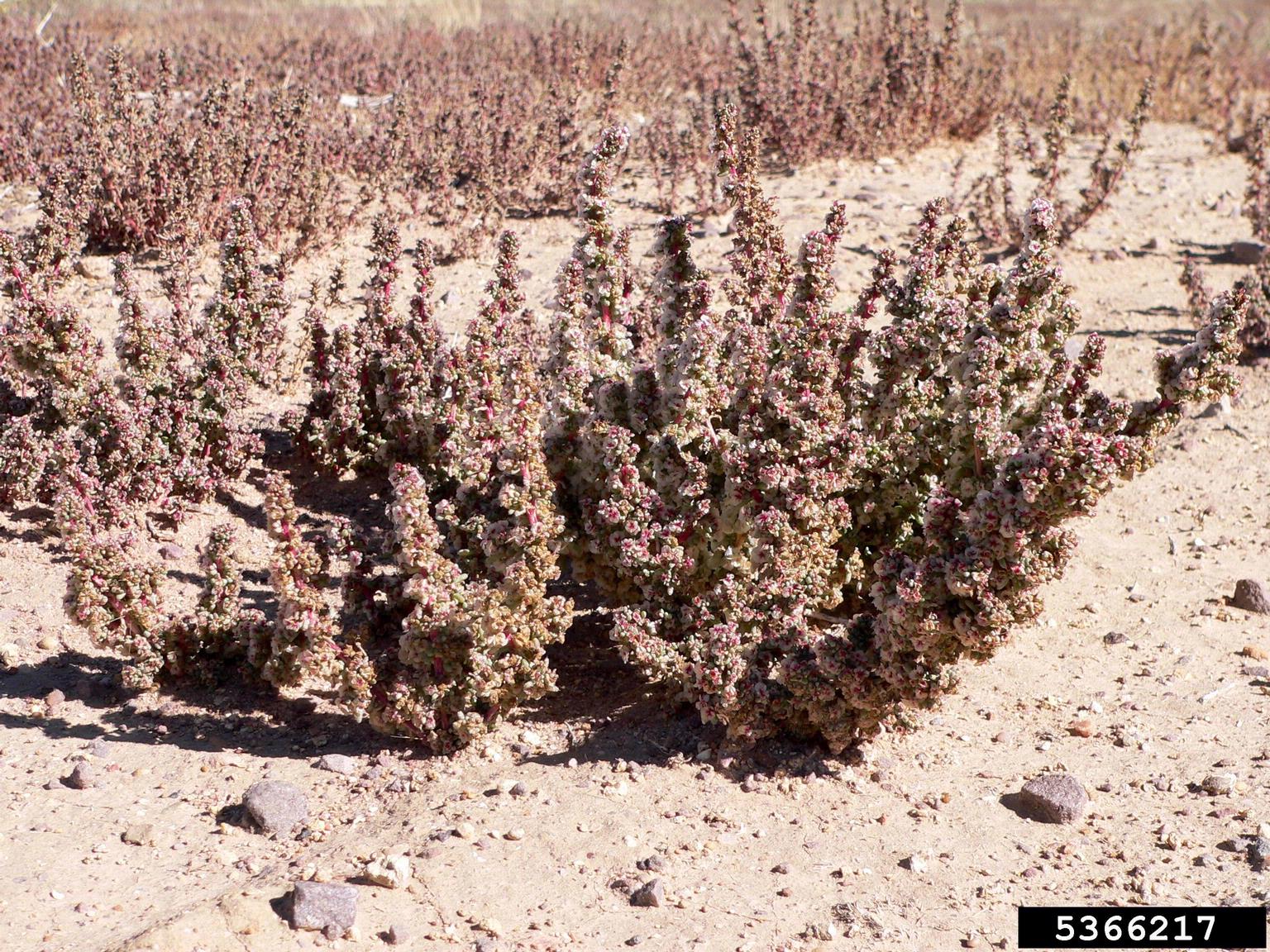 A patch of desert ground is shown with dense growth of a low-lying bushy plant. The plant has small, clustered structures with pinkish to reddish coloration, spread evenly across the sandy terrain. Scattered rocks and sparse vegetation surround the area, indicating an arid environment. A reference number appears in the bottom right corner, likely for cataloging. 