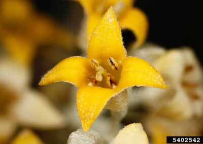 A close-up view of a yellow flower is shown with four pointed petals that have a slightly textured surface and fine hairs along the edges. The center of the flower contains several reproductive structures, including stamens with visible anthers and a central pistil. The background is softly blurred, emphasizing the flower’s anatomy and surface detail.