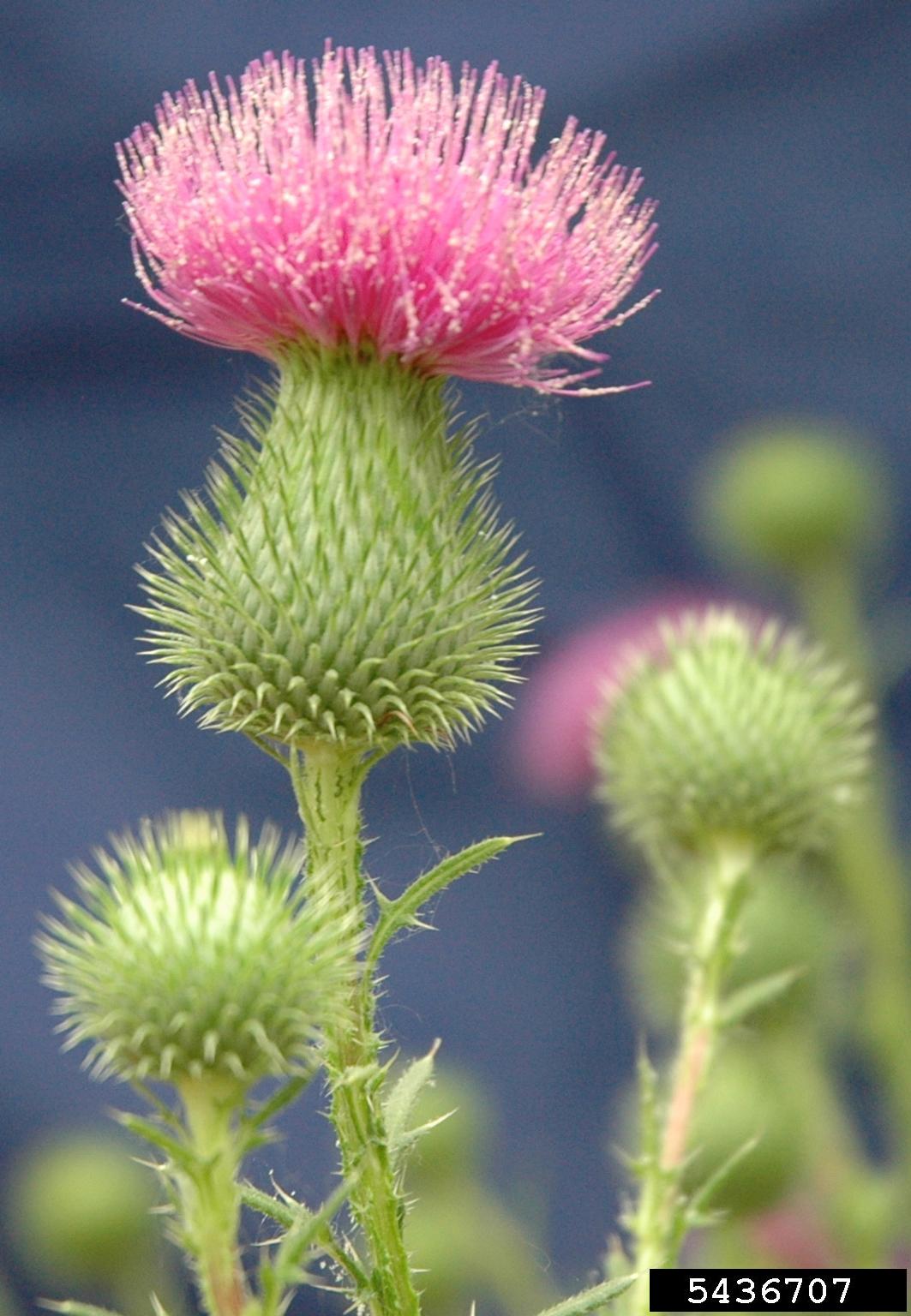 A close-up view of a thistle plant shows a prominent pink flower head composed of numerous thin, tubular florets forming a dense, brush-like cluster. The flower is surrounded by spiny green bracts, and the stem is tall with additional unopened buds. The background is softly blurred, emphasizing the floral structure and spiny morphology.