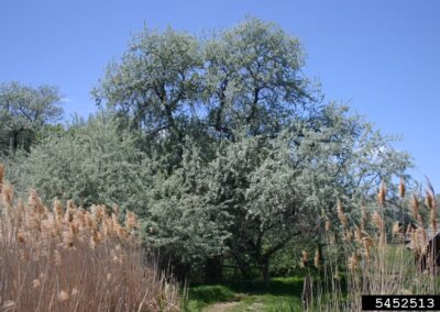 A dense stand of trees is shown under a clear blue sky. The foliage is silvery-green and tightly packed, with narrow leaves and upright branching. In the foreground, tall grasses with feathery tops rise above the ground, and the surrounding area includes dry vegetation and muted tones, suggesting a semi-natural or transitional habitat.