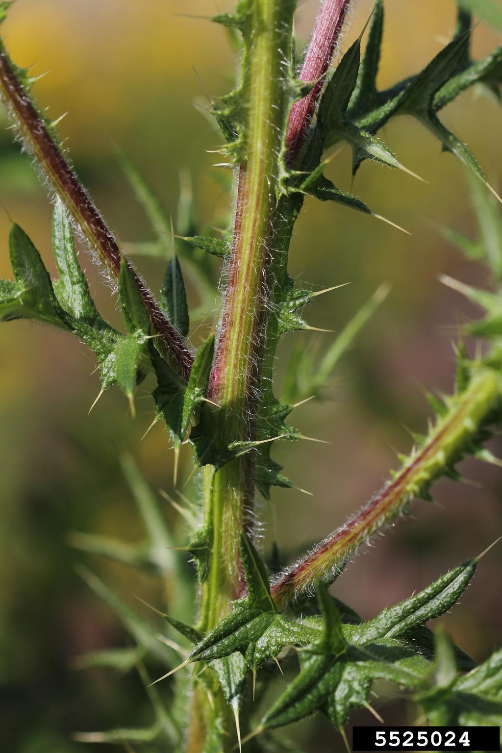 A close-up view of a plant stem shows sharp spines and fine hairs along its surface. The stem is green with reddish-purple streaks and densely covered in pointed thorns. Narrow, serrated leaves with spiny edges extend from the stem, contributing to the plant’s defensive morphology.
