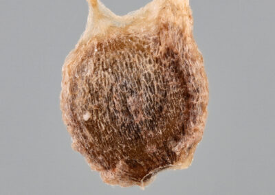 A highly magnified view shows a single seed with an oval shape and a textured brown surface. The seed is positioned above a scale bar indicating its small size, and the background is solid grey, emphasizing the seed’s contours and surface detail.