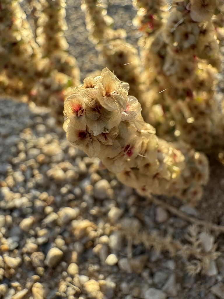 A close-up view shows a desert plant with vertical stalks densely packed with small, pale yellow flowers. Each flower has a red center, creating a speckled appearance along the stalks. The background consists of gravel and additional flowering stalks, with warm lighting that enhances the golden tones of the flowers and ground.