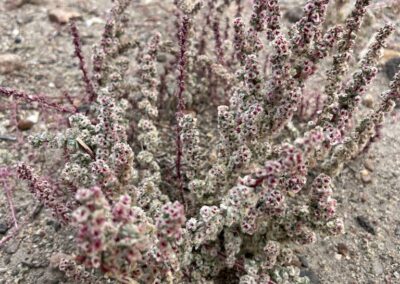 A desert plant is shown growing in sandy soil with upright stems covered in small, densely packed floral structures. The flowers are light in color with red or pink centers, creating a speckled appearance across the plant. The surrounding environment is dry and barren, with scattered rocks and minimal vegetation.