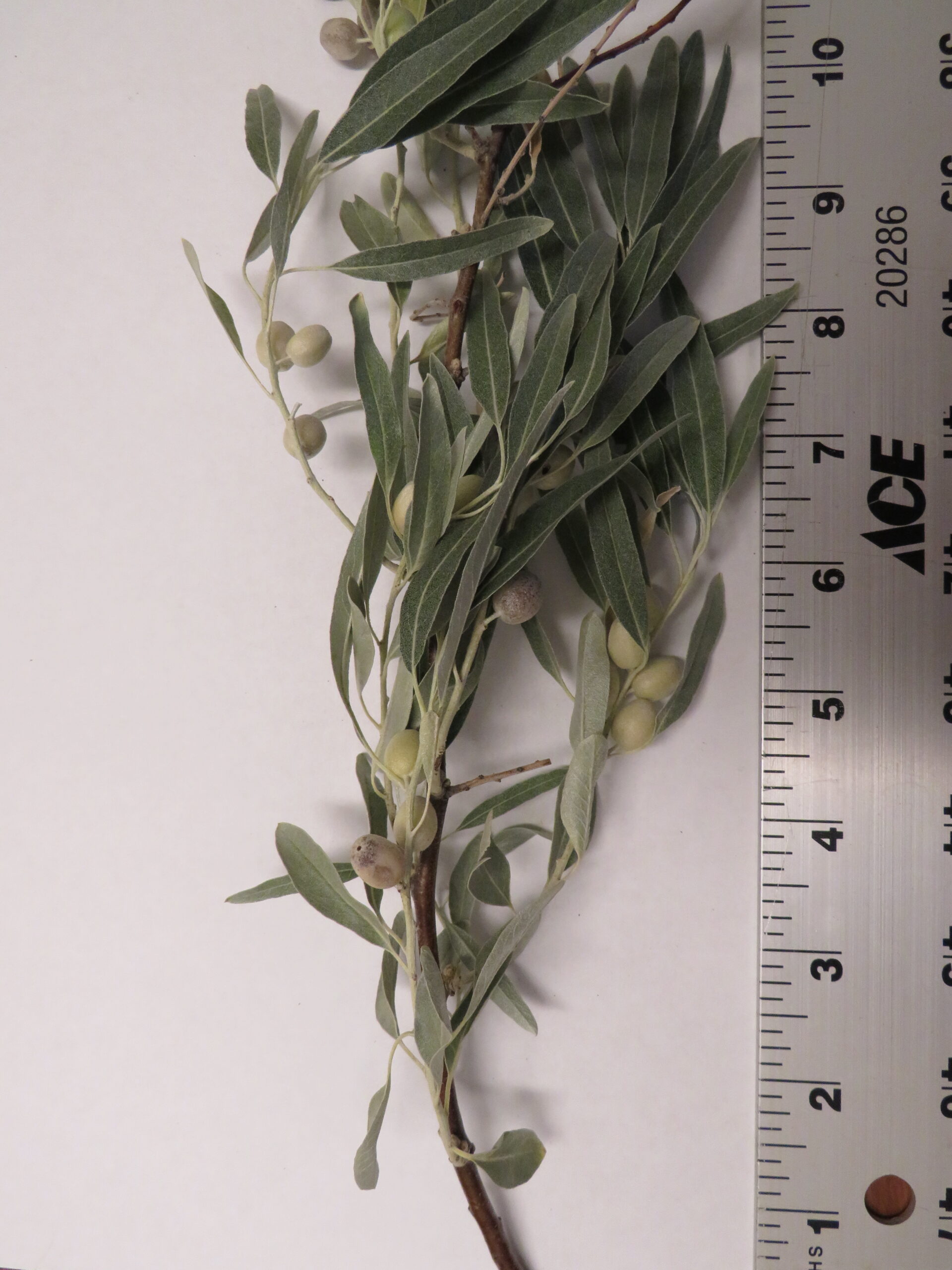 A live Russian olive branch next to a ruler.