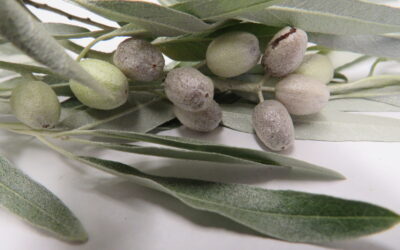 Russian Olive